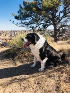 Adopted_Senior